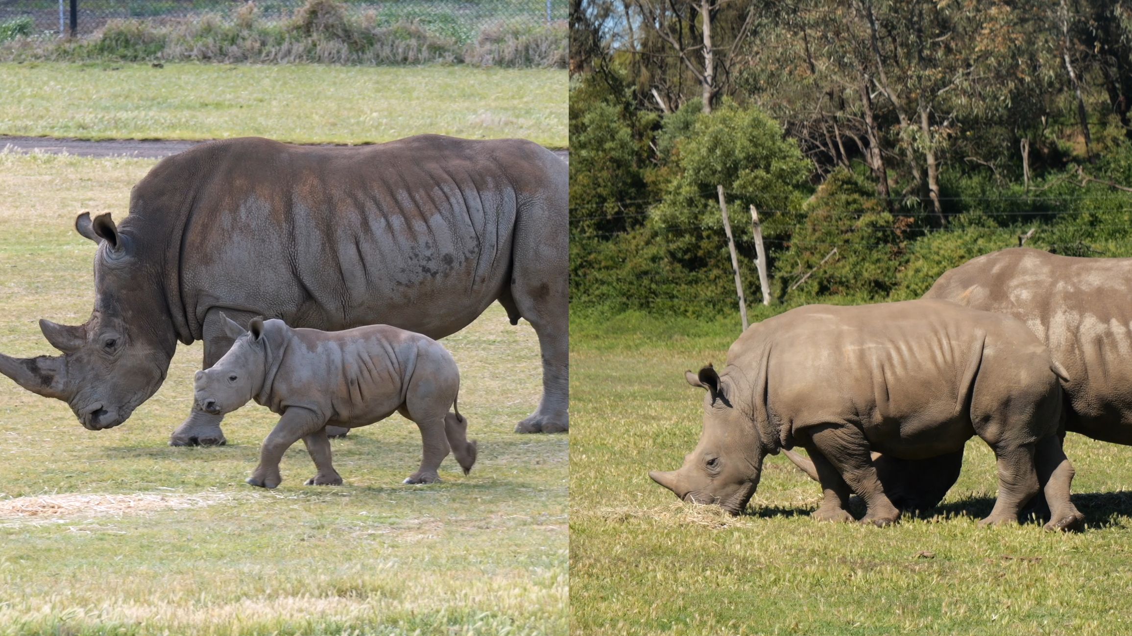 side by side images of baby rhino with mother and rhino at around 1 year old side by side images of baby rhino with mother and rhino at around 1 year old